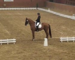 dressage horse Friedensstern (Hanoverian, 2001, from Friedensfürst)