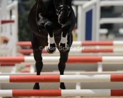 stallion Fürst Ramiro M (Oldenburg, 2010, from Fürstenball)