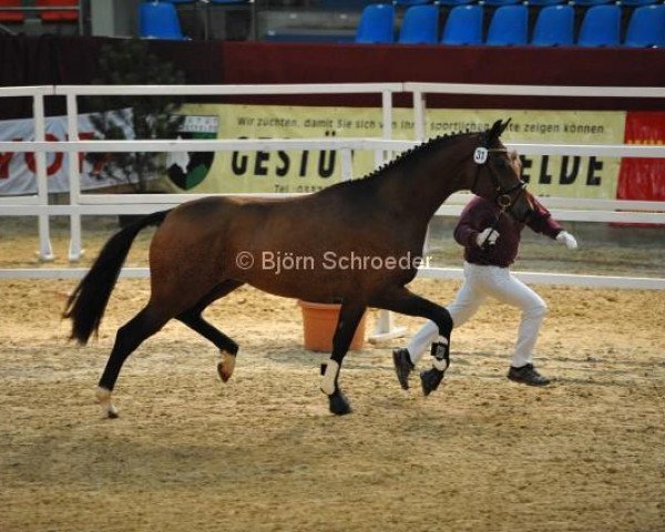 dressage horse Brandauer (Bavarian, 2010, from Balesteros)