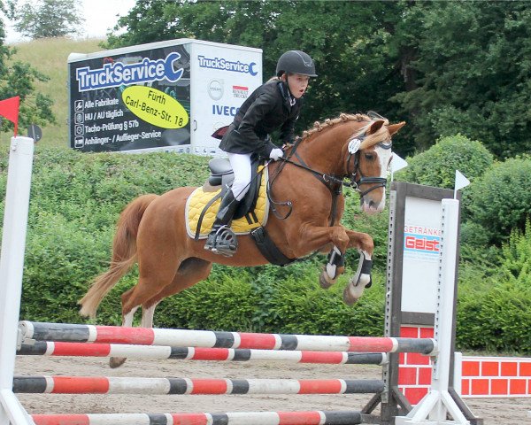 dressage horse Amadeus (Haflinger, 2005, from Allotus (6,25% ox))