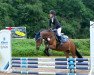 dressage horse Damino (Welsh, 2010, from Neuaddparc Black Diamond)