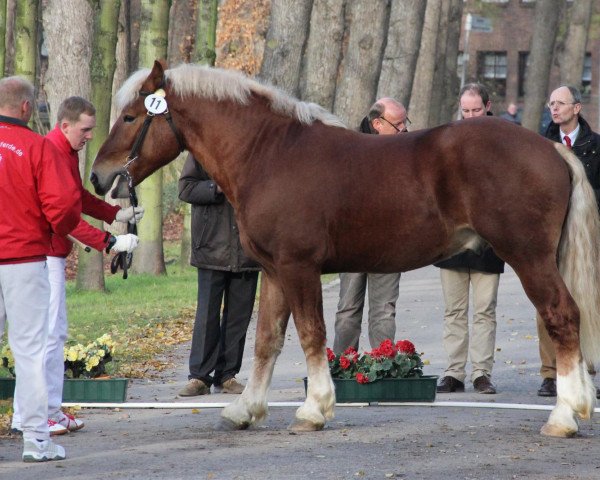 stallion Clarant II (Rhenish-German Cold-Blood, 2010, from Condor II)