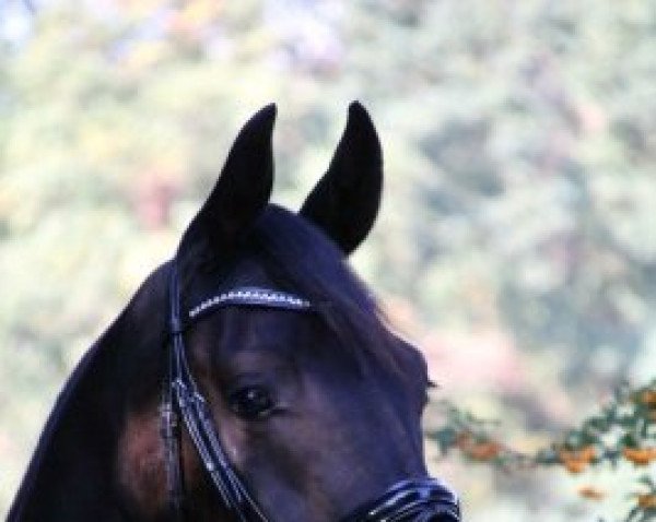 dressage horse Fürst Falkland J (Hanoverian, 2014, from Fürst Romancier)