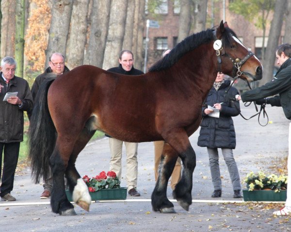 horse Heino (Rhenish-German Cold-Blood, 2010, from Heidjer II)