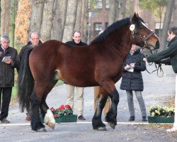 Pferd Heino (Rheinisch-Deutsches Kaltblut, 2010, von Heidjer II)