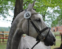 broodmare En Vogue (Hanoverian, 2003, from El Bundy)