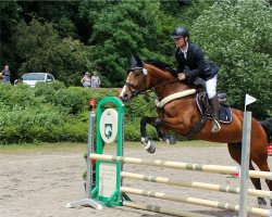 jumper Viva La Vida 33 (German Sport Horse, 2015, from Verdi)