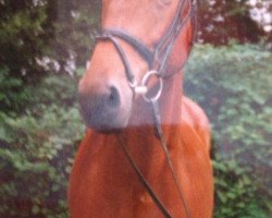 broodmare Panaya van't Heike (Belgian Warmblood, 1992, from Grandeur)