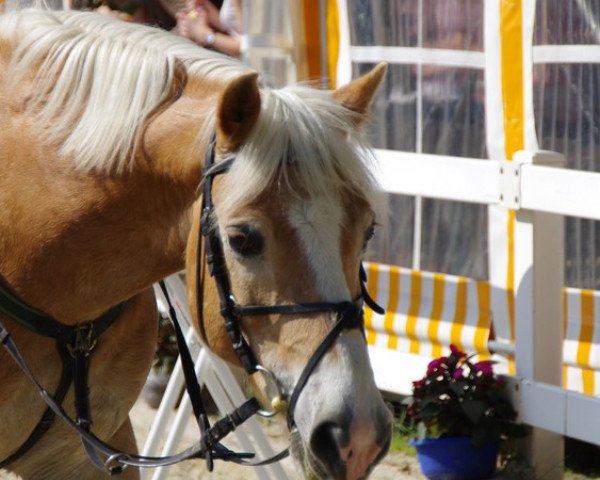 jumper Airport (Haflinger, 1998, from liz. 123/T Alpgraf)