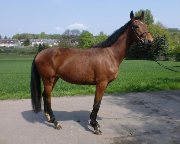 horse Dante (Westphalian, 2009, from Rosenkavalier)