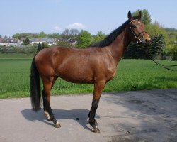 horse Dante (Westphalian, 2009, from Rosenkavalier)