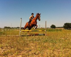 horse Ural (Mecklenburg, 2005)