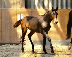 Pferd Konica STEF AML (Mecklenburger, 2022, von Kämmerer)