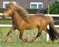 Deckhengst Lindenbooms Kornado (Shetland Pony, 2002, von Piko)