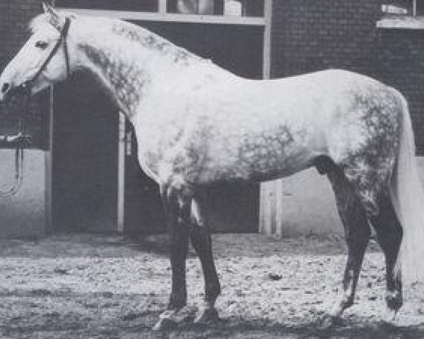 stallion Mahmud (Holsteiner, 1967, from Marlon xx)
