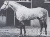 stallion Mahmud (Holsteiner, 1967, from Marlon xx)