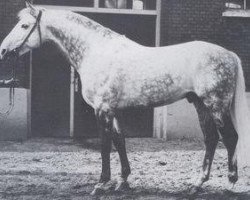 stallion Mahmud (Holsteiner, 1967, from Marlon xx)