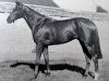 stallion Luminary II xx (Thoroughbred, 1946, from Fair Trial xx)
