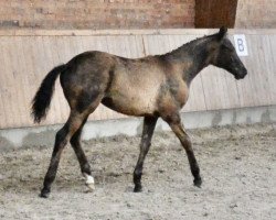 horse Kimora STEF AML (Mecklenburg, 2022, from Kämmerer)