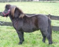 Pferd Silbersee's Prinz (Shetland Pony, 2004, von Piko)