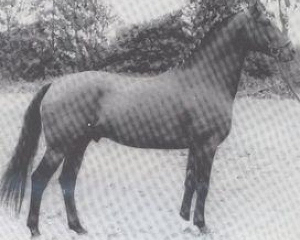 stallion Atlas I (Holsteiner, 1958, from Anblick xx)