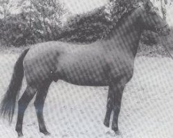 stallion Atlas I (Holsteiner, 1958, from Anblick xx)