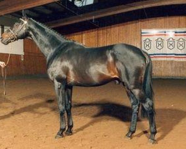 stallion Zarewitsch xx (Thoroughbred, 1975, from Arjon xx)