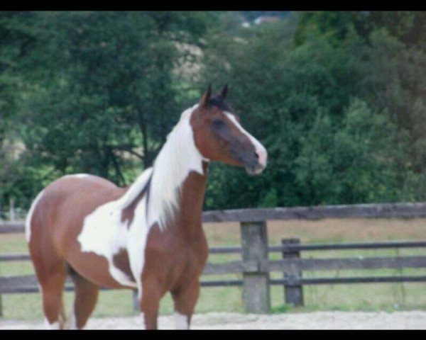 horse Magic Sound of Silence (Roan Warmblood, 2009, from BM Magic Powder)