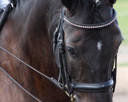 dressage horse Rosmarin 7 (Hanoverian, 2003, from Rohdiamant)