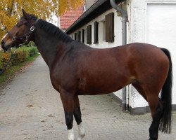 broodmare Pücky (Westphalian, 1996, from Phantom)