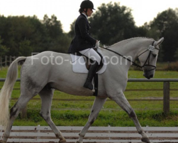 dressage horse Bardolino 26 (Hanoverian, 1999, from Brentano II)