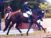 dressage horse SH Harmonie (Oldenburg, 2006, from Stedinger)