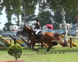 jumper Weltweit E (Hanoverian, 1999, from Weltmeyer)