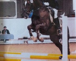 dressage horse Donnerlife (Oldenburg, 2003, from Donnerschwee)