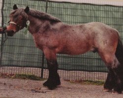 stallion Niko vom Petershof (Rhenish-German Cold-Blood, 1996, from Nippes I)