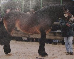 horse Hieronymus (Rhenish-German Cold-Blood, 1996, from Herzbube I)