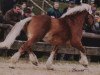 stallion Eberhard (Rhenish-German Cold-Blood, 1998, from Erlander)