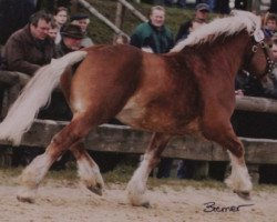 Deckhengst Eberhard (Rheinisch-Deutsches Kaltblut, 1998, von Erlander)