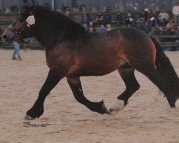 Pferd Hermann (Rheinisch-Deutsches Kaltblut, 1997, von Herzbube III)