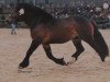 horse Hermann (Rhenish-German Cold-Blood, 1997, from Herzbube III)