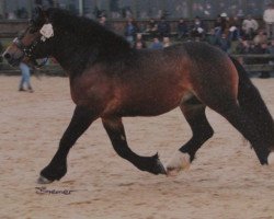 horse Hermann (Rhenish-German Cold-Blood, 1997, from Herzbube III)