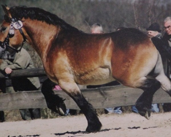 stallion Gunder (Altmärkisches Draughthorse, 2000, from Erik)