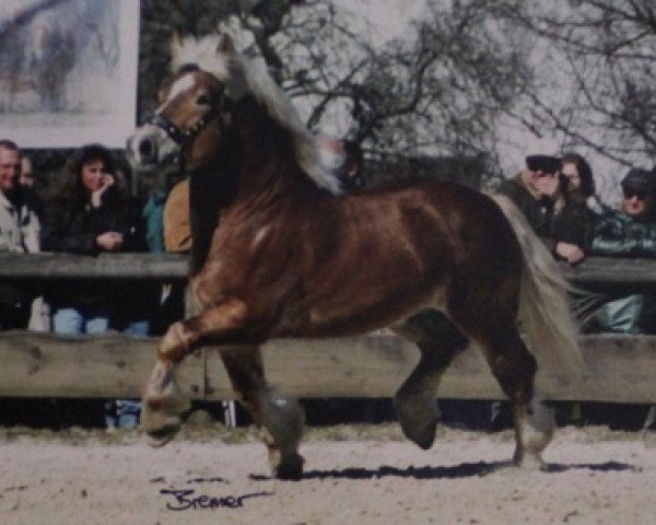 stallion Major (Rhenish-German Cold-Blood, 1999, from Marc)