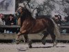 stallion Major (Rhenish-German Cold-Blood, 1999, from Marc)
