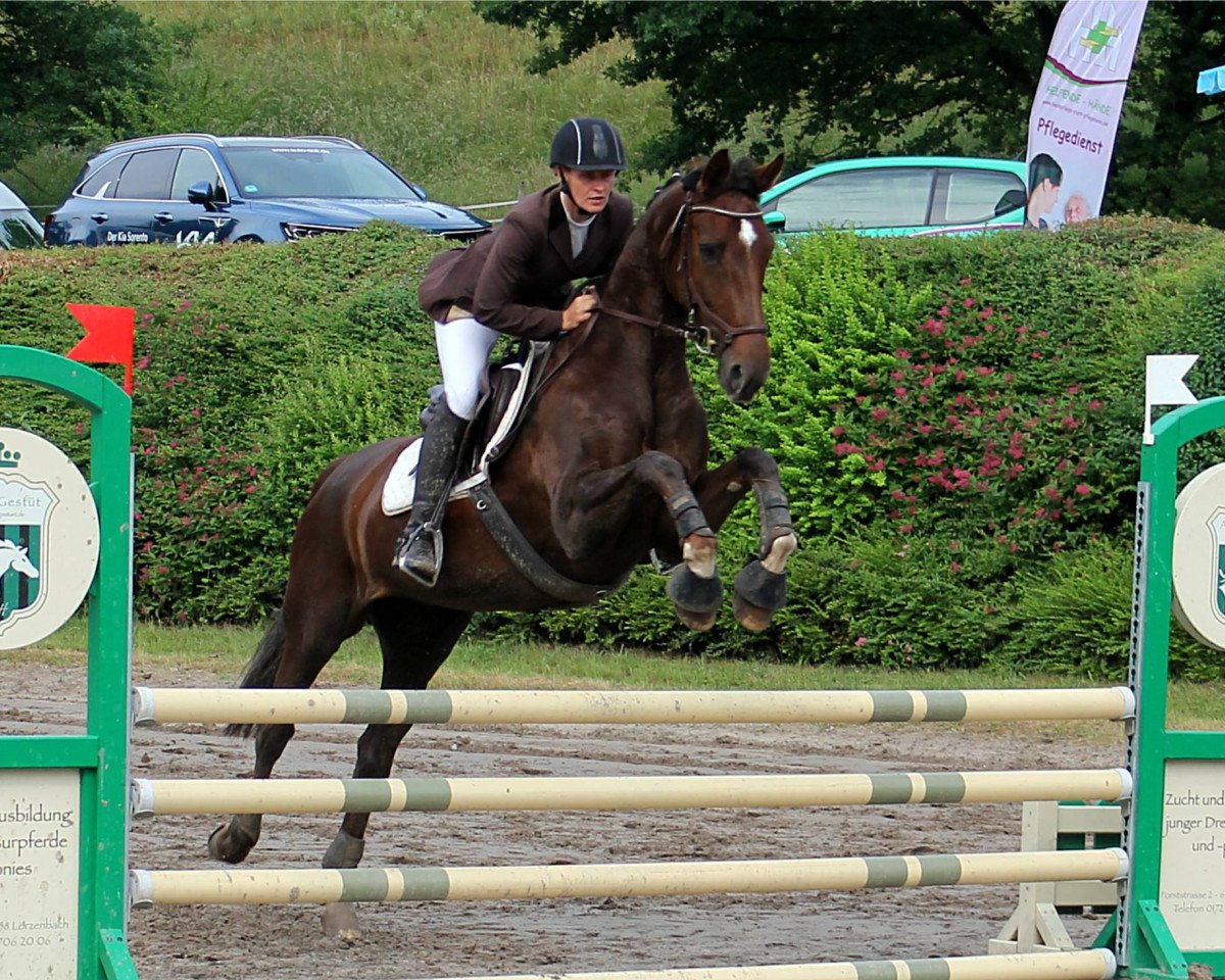 jumper Firestarter (Hanoverian, 2011, from Tannenhof's Fahrenheit)