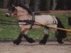 horse Nerlinger (Altmärkisches Draughthorse, 1995, from Novaro)