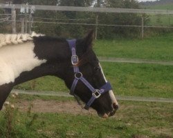 horse Rocket Boy (Paint Horse, 2011, from American Dream APHA)