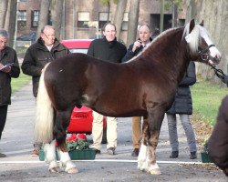 horse Mauritz (Black Forest Horse, 2010, from Mauritius)