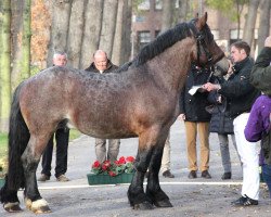 Pferd Astor (Rheinisch-Deutsches Kaltblut, 2010, von Alex)