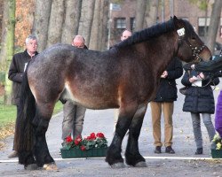 Dressurpferd Magnus (Rheinisch-Deutsches Kaltblut, 2010, von Mattes)